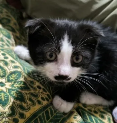 вислоухий котёнок 1