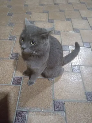 Russian Blue Mushigi 1