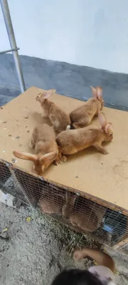 Продаётся бургундский кролик