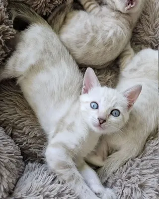 Bengal mushukchalari 1