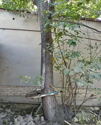 Дарахт сотилади Енгок 3 таси 1