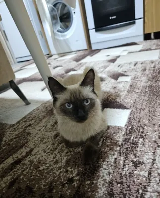 СРОЧНО!!! Отдам сиамскаую длинношурстую кошку