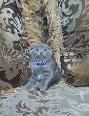 Чистокровные котята скоттиш-фолд 6