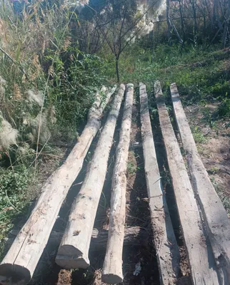 Бахаси келисимли 1