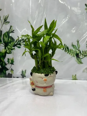 Комнатные растения в продаже 1