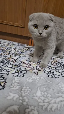 Атэлло, мальчик, 5 месяцев 1