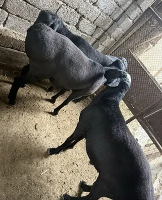 Продаются бараны 1