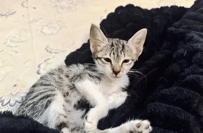 Маленькая кошечка котенок ищет любящую семью 1