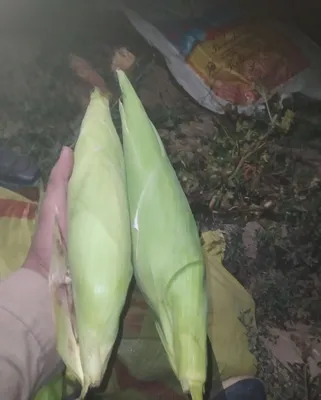 Продаются початки кукурузы