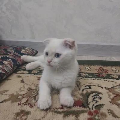 Pokemon jinsiy aloqa Ash va Mysty Oq paypoqda buvisi bilan jinsiy aloqa