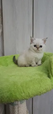 Скотиш страйт