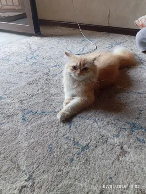 Продаётся котёнок 1