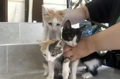 Котята 2,3 месяца 1