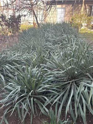 SHOSHILINCH SOTAMAN: yucca o‘simligi, 50+ dona, ulgurji va chakana, qo‘ng‘iroq qiling, kelishiladi 1