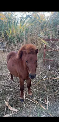 Poni Пони ot sotiladi 1