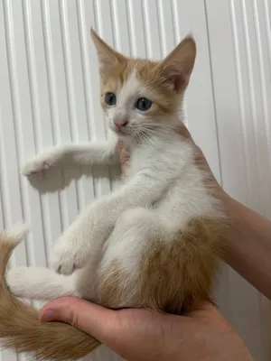 Продаются Котята рыжие добрые 1