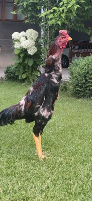 Xoʻroz sotiladi 11 oylik narxi kelishiladi 1