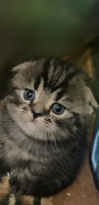 Scottish Fold mushukchalari sotiladi 1