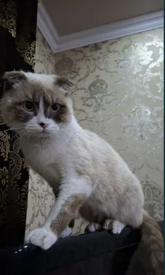 Кошка срочно продаётся 1