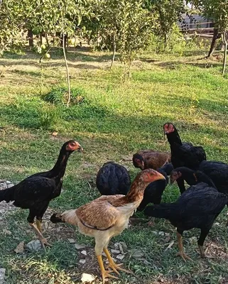 Xóroz va Tovuqlar 1