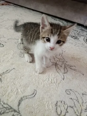 Котята милые бесплатно 1