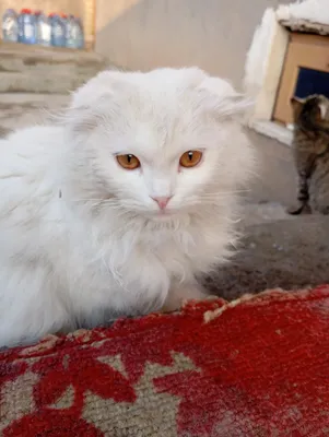 Osiyo samolyotlari pornosini tomosha qiling