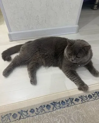 Вязка шотландского скоттиш страйта 1