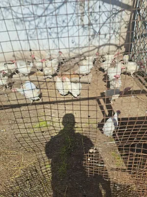 Sendi tovuqlar sotladi 1