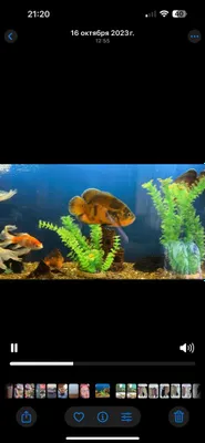 Akvarium 600litrli Baliqlari bilan sotiladi 1