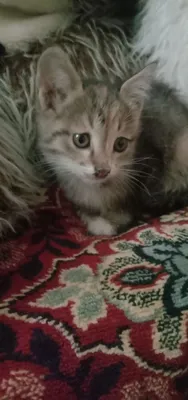 Kochada mushuk qizlar Kochada mushuk qizlar