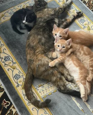 Котята бесплатно, 2-месячные, здоровые, игривые 1