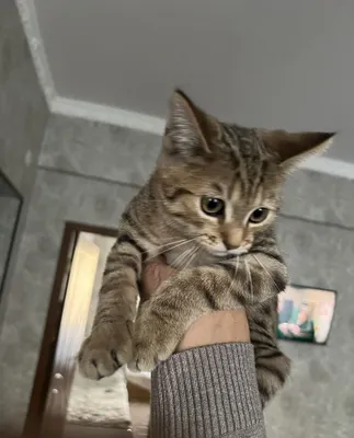 Amerekans koshka 1