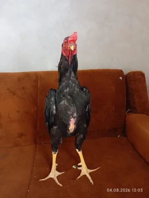 Dakan xurozlar sotiladi 1