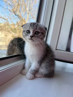Котенок Фолд девочка 2месячный скидка будет 1