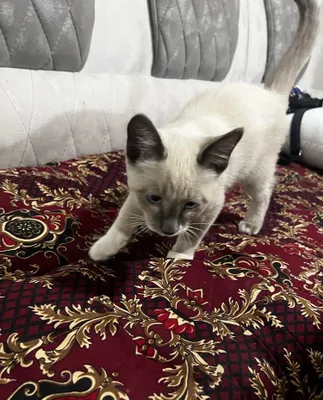 Продаётся сиамский котёнок! 1