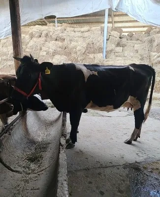 Срочно продаются корова с телёнком 1