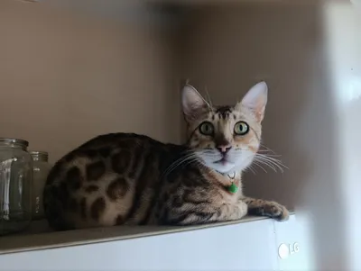 Продаётся бенгальская кошка 1