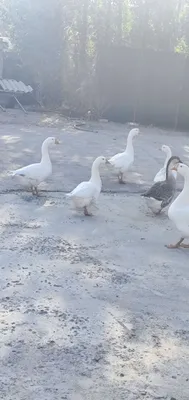 7 dona g‘oz sotiladi 1