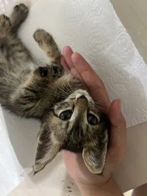Котенок милый отдается в добрые руки! 1
