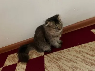 Скоттиш фолд мушуги сотилади 1