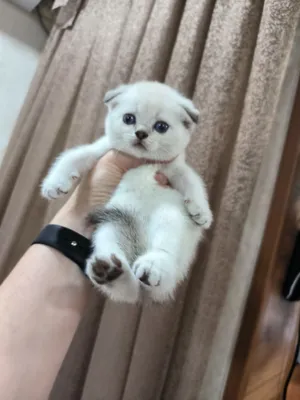 Шикарные игривые малыши 1