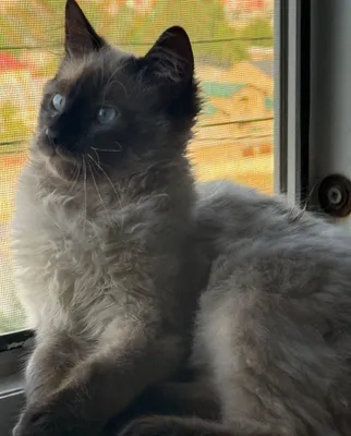 Сиамский кот породеэистый 1