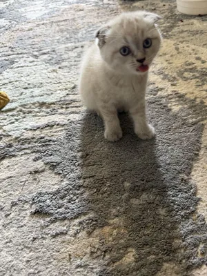 Маленький котят три штуки 1