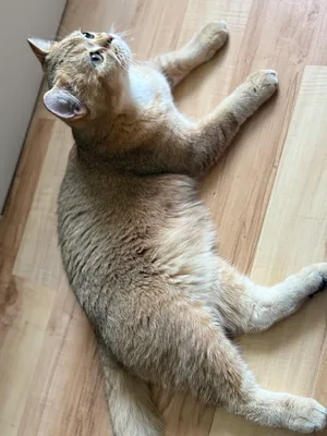 кот