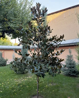 Магнолия крупноцветковая Chtamp