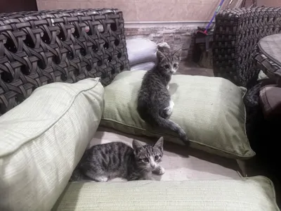 Отдам котят в добрые руки