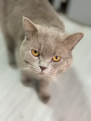 Британский кот 1