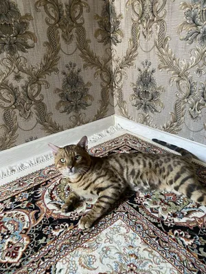 Бенгальская кошка, 2 года 1