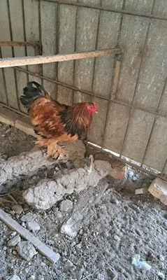 Brahma xo‘rozlari — yirik va chiroyli 1