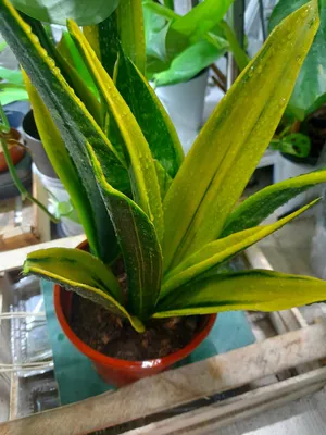 Sansevieriya Golden Flame 1